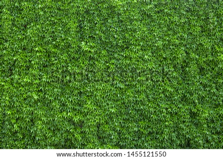 Ivy texture. Ivy hedge background. Ivyberry backdrop. Ivy wallpaper. Ivyberry backround image. Ivy wall. Green wall. Green plant texture. Green leaves background. Myrtle green background