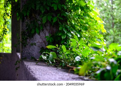 Ivy trees grow naturally on a stone pillar