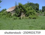 Ivy and underbrush take over an old abandoned spring house