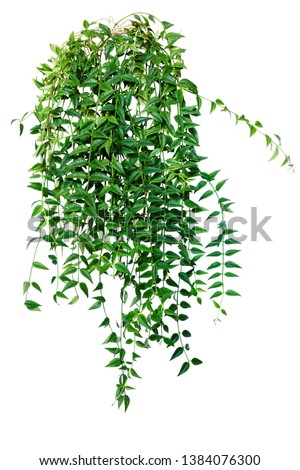 Ivy, vine, creeping plant. houseplant for home and office isolated on white background