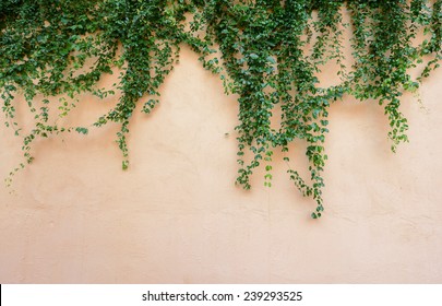 Ivy Vine On Wall