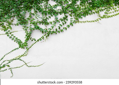 Ivy Vine On Wall