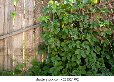 ivy wall background