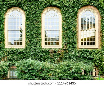 Ivy Wall In Harvard At Cambridge, Massachusetts, USA.