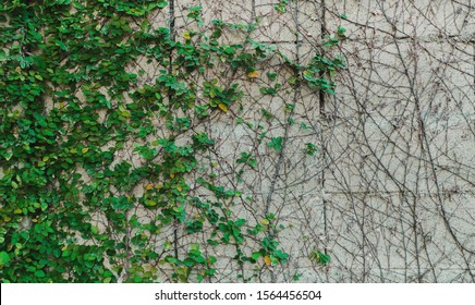Ivy Wall Texture,green Vine Background.