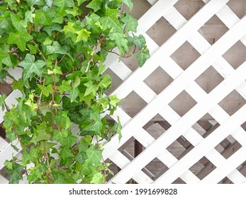 643 Ivy trellis Images, Stock Photos & Vectors | Shutterstock