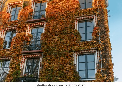 Ivy-covered apartment building with balconies, wall covered in autumn ivy or plans - Powered by Shutterstock