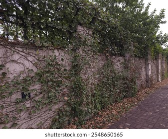 Ivy-covered concrete wall along a brick pathway, with lush green leaves and scattered dried foliage. A serene outdoor setting showcasing urban nature reclaiming man-made structures. - Powered by Shutterstock