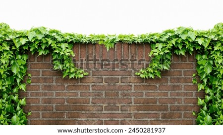An ivy-covered old brick wall, fence, green creepers, on old  stonewall with available copy space, creating a brickwork exterior mockup isolated on white background.