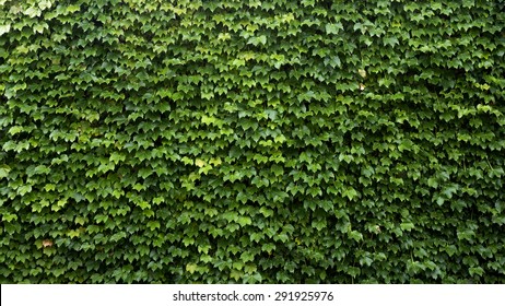 Ivy,wall