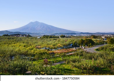 Iwaki Mountain And Apple Farm Landscape View In Aomori City Of Japan.