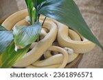 Iwakuni Shirohebi (White Snake) shrine, the white snakes museum in Iwakuni ,This museum is about this world rare white snake in japan