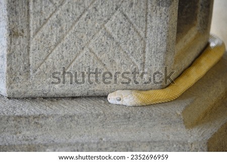 Iwakuni Shirohebi (White Snake) shrine, the white snakes museum in Iwakuni ,This museum is about this world rare white snake in japan