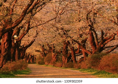 Iwate Prefecture spring cherry tree roadside trees