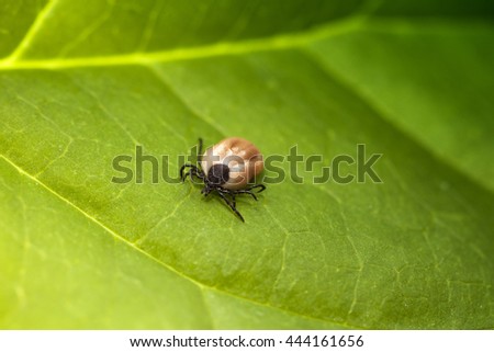 Ixodes Ricinus