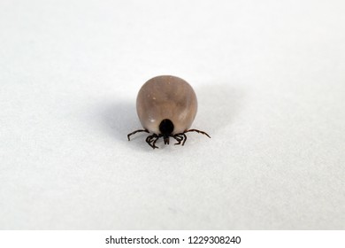 2,938 Ixodes ricinus Images, Stock Photos & Vectors | Shutterstock