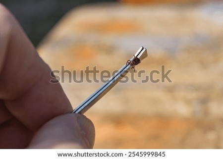 The Ixodes ricinus tick is caught by a metal tweezers on the arm. This kind of animal is a distributor borrelii