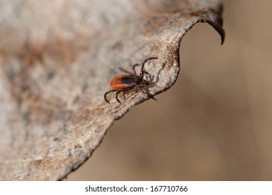 Ixodes Scapularis