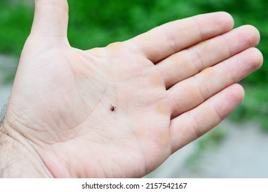 Ixodes scapularis, black legged tick or deer tick, transmitter of lyme and borrelia disease on a man's palm. 