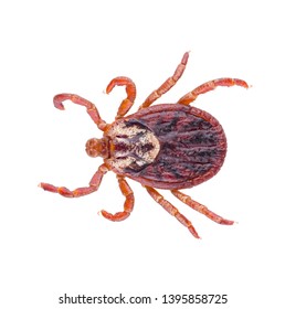 Ixodes Tick Dermacentor Marginatus Isolated On Stock Photo 1395858725 ...