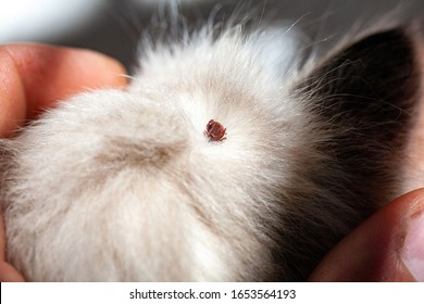 An ixodic infectious tick stuck to the head of a kitten. A tick bit a pet. Found a sucking viral tick among the dense hair of a cat.