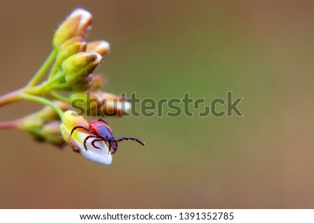 ixodic tick attack close up. Macro photo