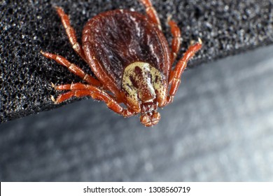 Ixodid Tick Dermacentor Sp Female Stock Photo 1308560710 | Shutterstock