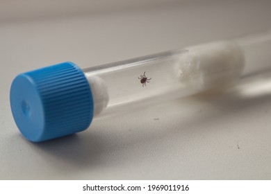 Ixodid tick in a test tube close up. Focus on a small tick. These dangerous ticks should be investigated for encephalitis and borreliosis (Lyme disease)