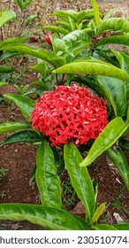 Ixora chinensis in bloom. Ixora chinensis, commonly known as Chinese ixora, is a species of plant of the genus Ixora.