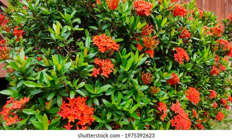 Ixora chinensis, commonly known as Chinese ixora, is a species of plant of the genus Ixora
