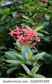 Ixora chinensis, commonly known as Chinese ixora, is a species of plant of the genus Ixora.
				