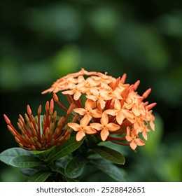 Ixora Chinensis Flower close up with blurred background - Powered by Shutterstock