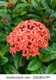 Ixora chinensis flower, commonly known as chinese ixora, is a species of plant of the genus ixora.