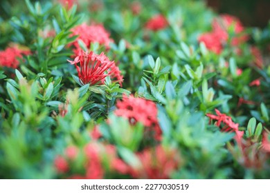 Ixora chinensis in the garden. - Shutterstock ID 2277030519