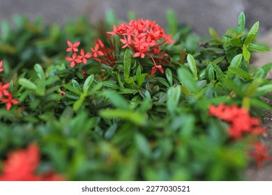 Ixora chinensis in the garden. - Shutterstock ID 2277030521
