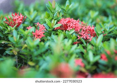 Ixora chinensis in the garden. - Shutterstock ID 2277030523