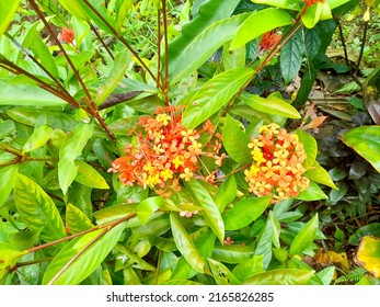 Ixora chinensis, umumnya dikenal sebagai ixora Cina, adalah spesies tanaman dari genus Ixora. 