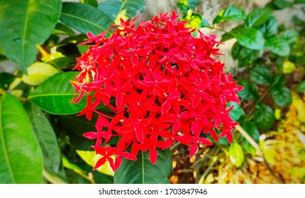 156 Chethi flower Images, Stock Photos & Vectors | Shutterstock