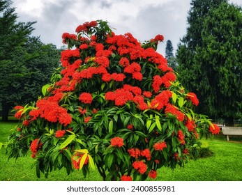Ixora coccinea, commonly known as Chinese ixora, is a tropical shrub with small, vibrant, and clustered pink flowers.
