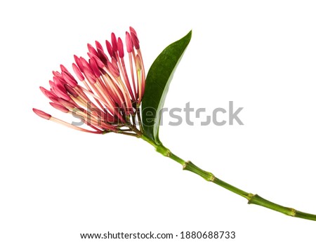 Ixora coccinea flower, Pink ixora with leaves isolated on white background, with clipping path