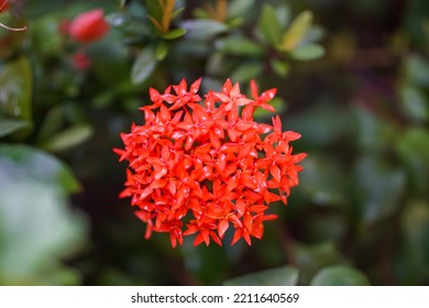 Ixora coccinea flower in selective focus and blurry background