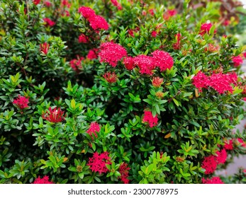 Ixora coccinea, also known as scarlet jungle flame or flame of the woods, is a popular ornamental plant in tropical and subtropical regions around the world