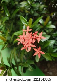 Ixora coccinea orange flowers are beautiful and charming. Also called Soka Flower and earned the nickname West Indian Jasmine