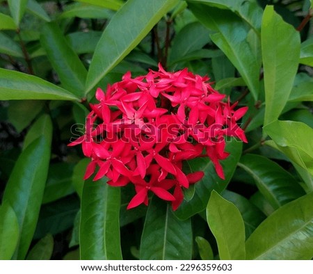 Ixora Coccinea is a species of flowering plant in the family Rubiaceae. Also known as Jungle Geranium or Chethi Flower in Malayalam. Pink Ixora flower with green leaves.