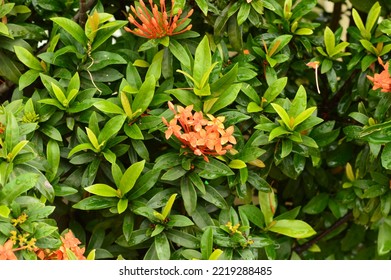 Ixora flower also known as West Indian Jasmine, ornamental shrubs that produce red or orange needle-like flowers that have sweet nectar in it.