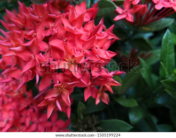 Ixora flower : Red Ixora flowers, bouquet of\
flowers forming a large bouquet of red flowers, petals connected\
into a long tube. The tip of the lobe tube is divided into 4-6\
petals. Thailand.