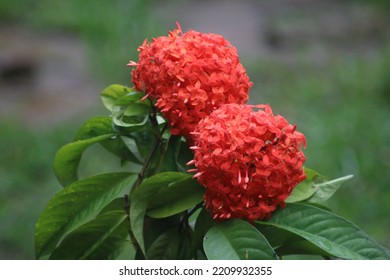 Ixora is a flowering plants in family Rubiaceae. It is the genus in the tribe Ixoreae.Ixora coccinea, West Indian Jasmine, jungle flame, Dwarf Ixora,  Ixora taiwanensis the family Rubiaceae.