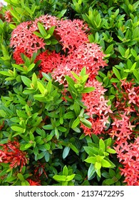 538 Ixora Hedge Images, Stock Photos & Vectors 