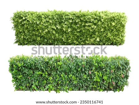 Ixora Ornamental plants and Green leafed bushes. (shrub)
Square shape. For making fences and decorating the garden for beauty.
Collection of 2 trees.
Isolated on white background and clipping path.