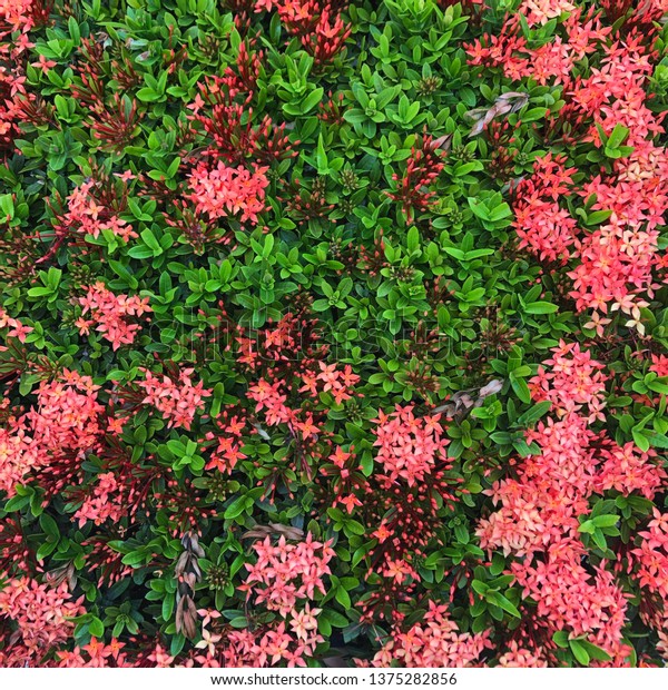 Ixora Shrub Photo Top View Texture Stock Photo 1375282856 | Shutterstock